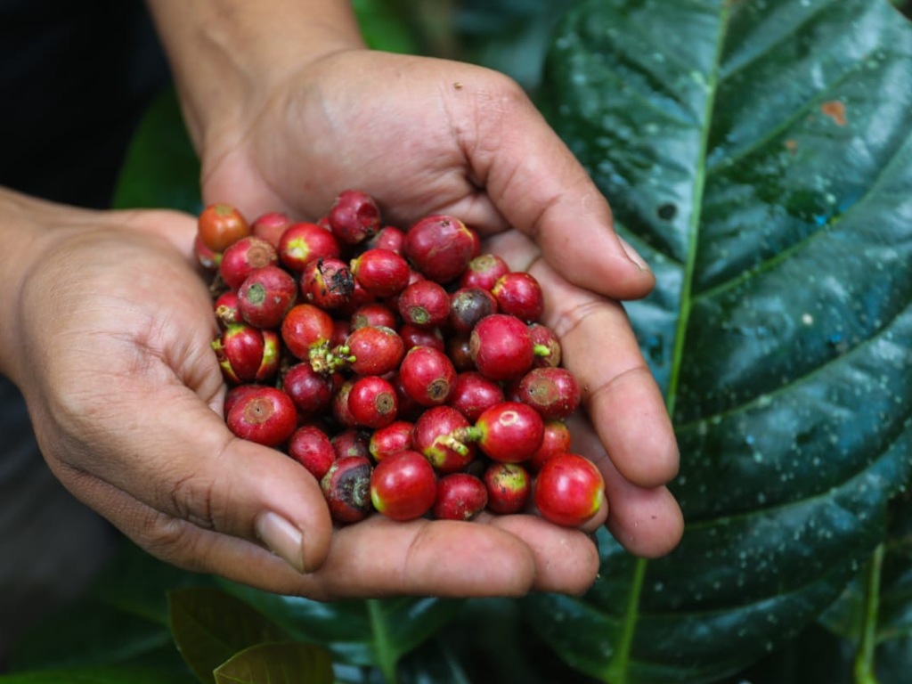 Kopi Arabica Gayo